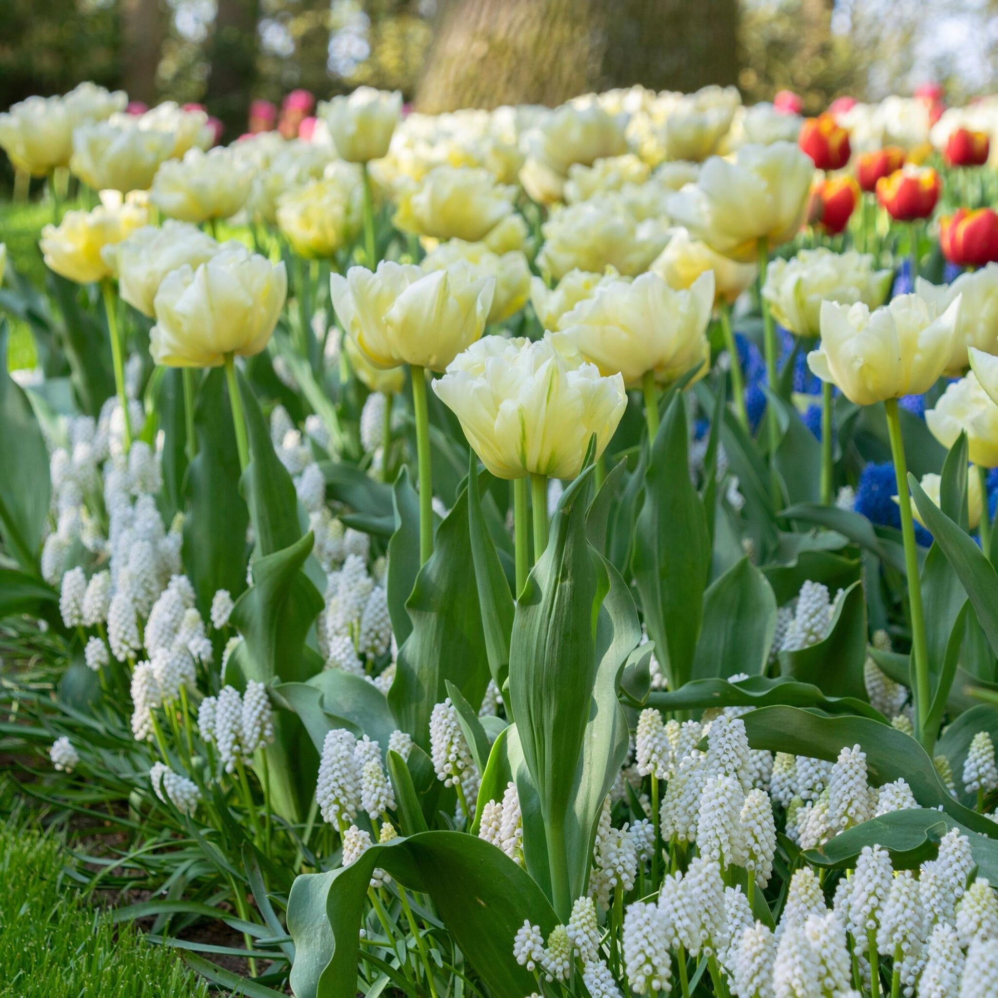 Bulbos De Tulipán - 21 Pzs - Tulipa 'avant Garde' - Bulbos De Flores - Amarillo_4