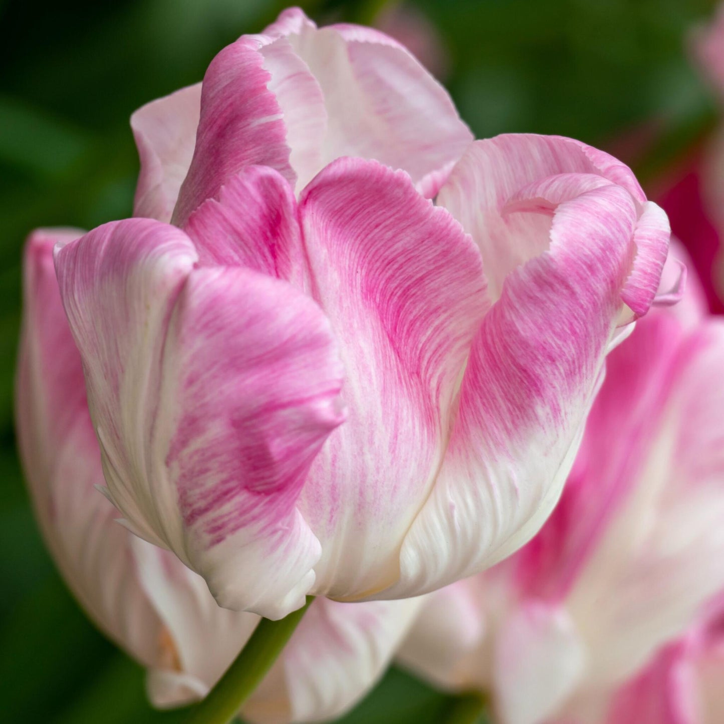 Bulbos De Tulipán - 25 Pzs - Tulipa 'cabanna' - Bulbos De Flores - Rosa_3