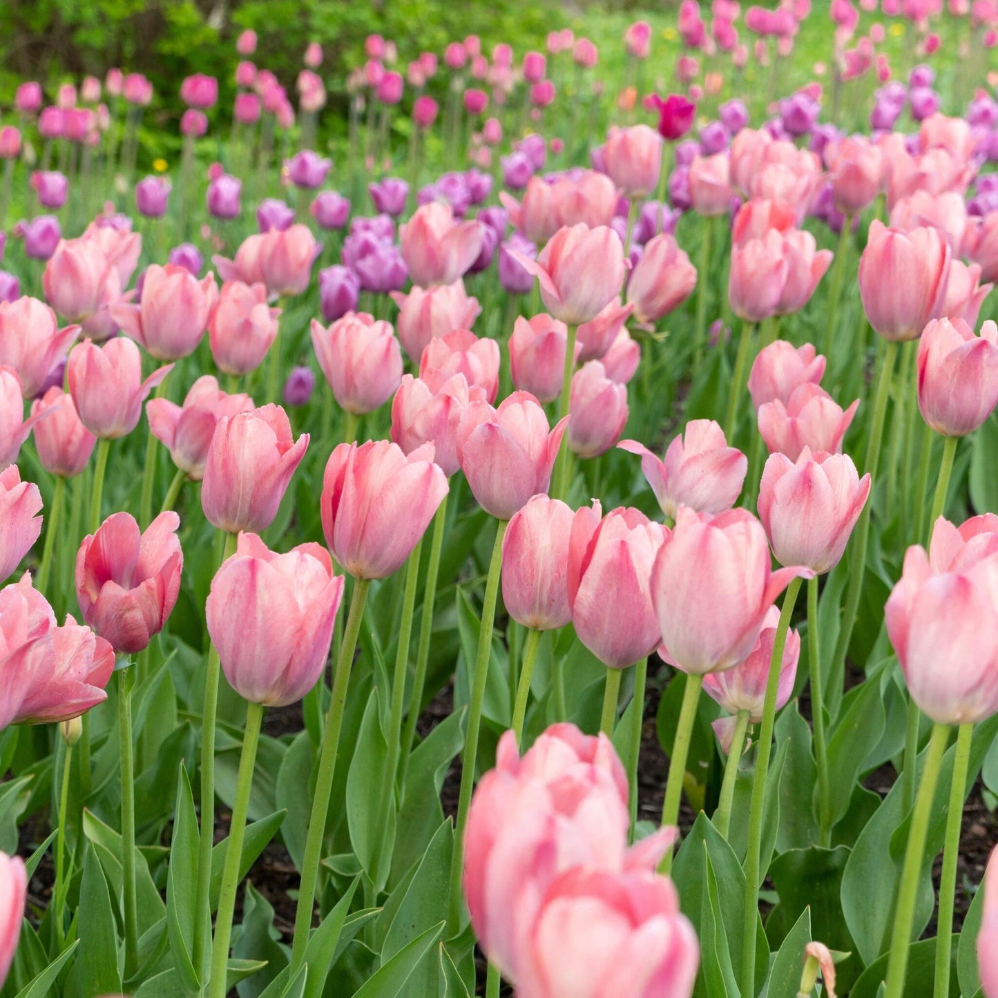 Bulbos De Tulipán - 25 Pzs - Tulipa 'cabanna' - Bulbos De Flores - Rosa_4