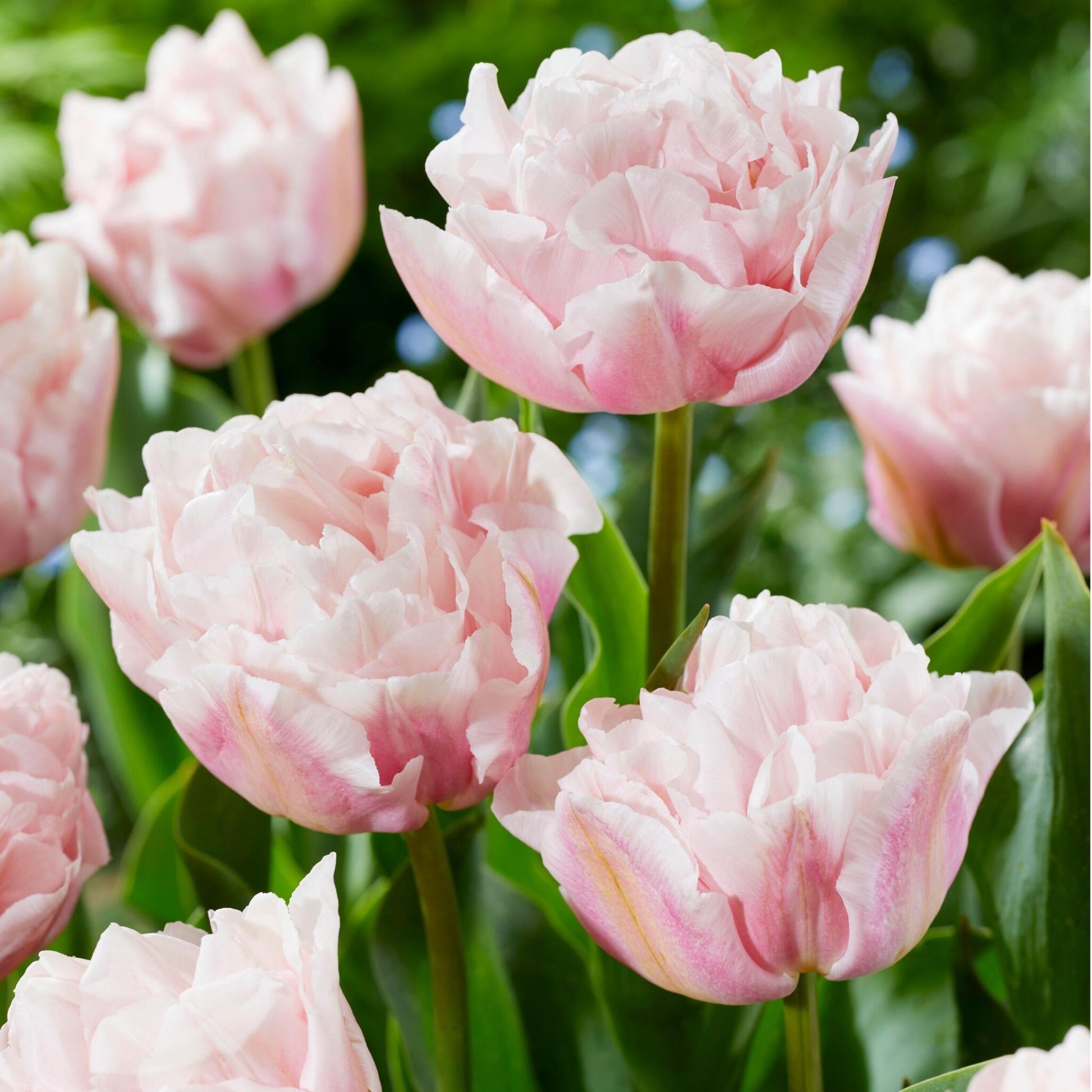Bulbos De Tulipán - 25 Pzs - Tulipa 'dreamer' - Bulbos De Flores - Rosa_1
