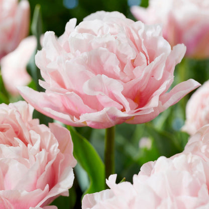 Bulbos De Tulipán - 25 Pzs - Tulipa 'dreamer' - Bulbos De Flores - Rosa_3