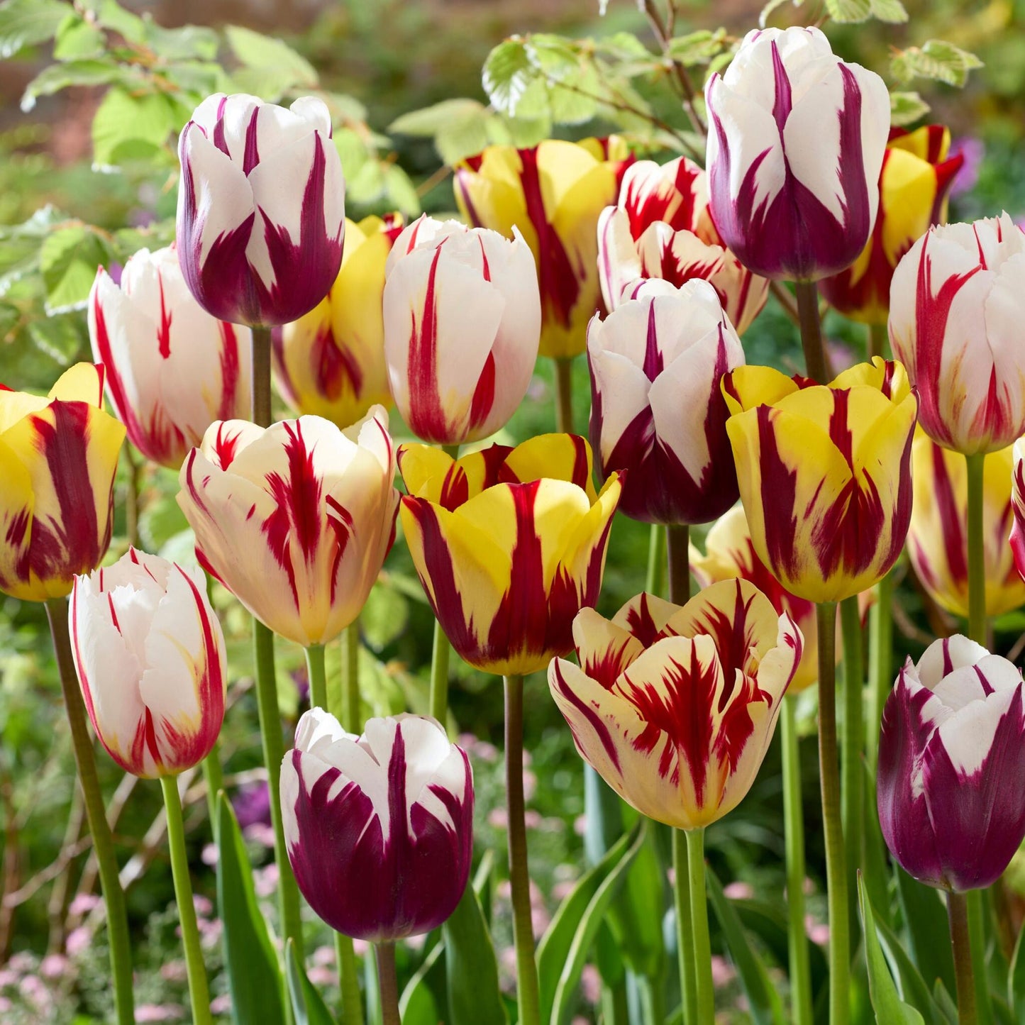 Bulbos De Tulipán - 30 Pzs - Tulipa 'flaming Beauty Mix' - Bulbos De Flores_4