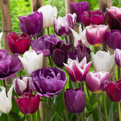 Bulbos De Tulipán - 35 Pzs - Tulipa 'blueberry' - Bulbos De Flores - Púrpura_1