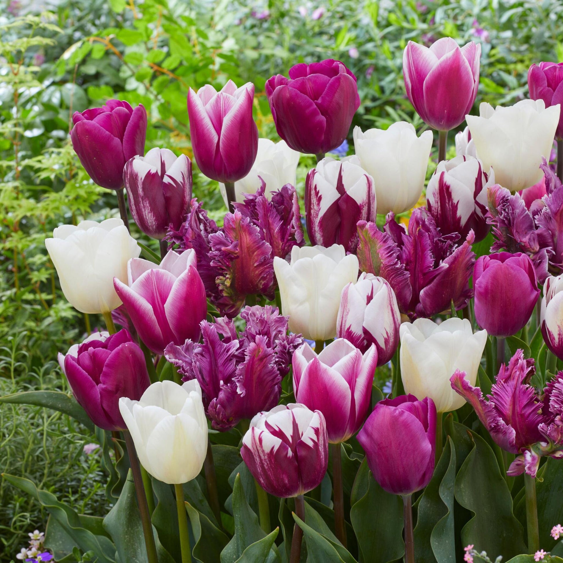 Bulbos De Tulipán - 35 Pzs - Tulipa 'pastel' - Bulbos De Flores_1