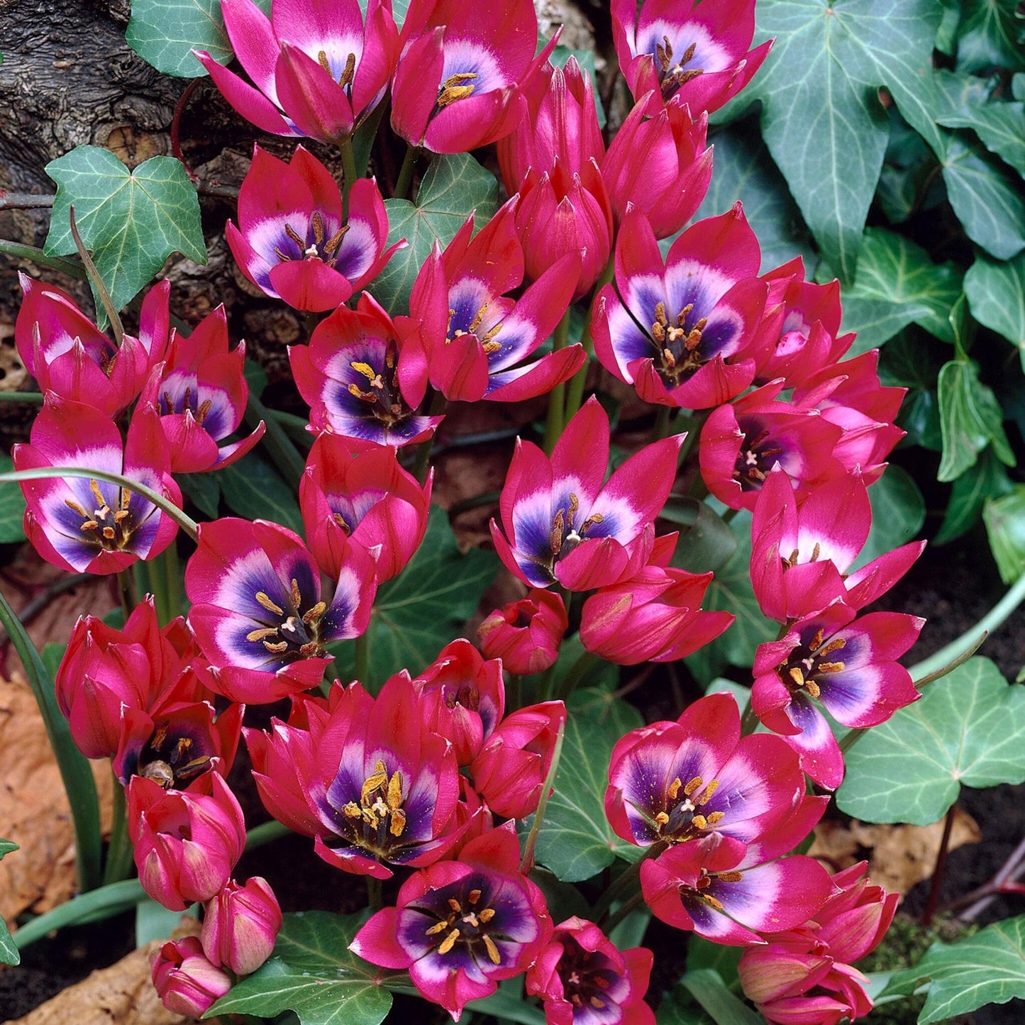 Bulbos De Tulipán - 40 Pzs - Tulipa 'little Beauty' - Bulbos De Flores - Rojo_4