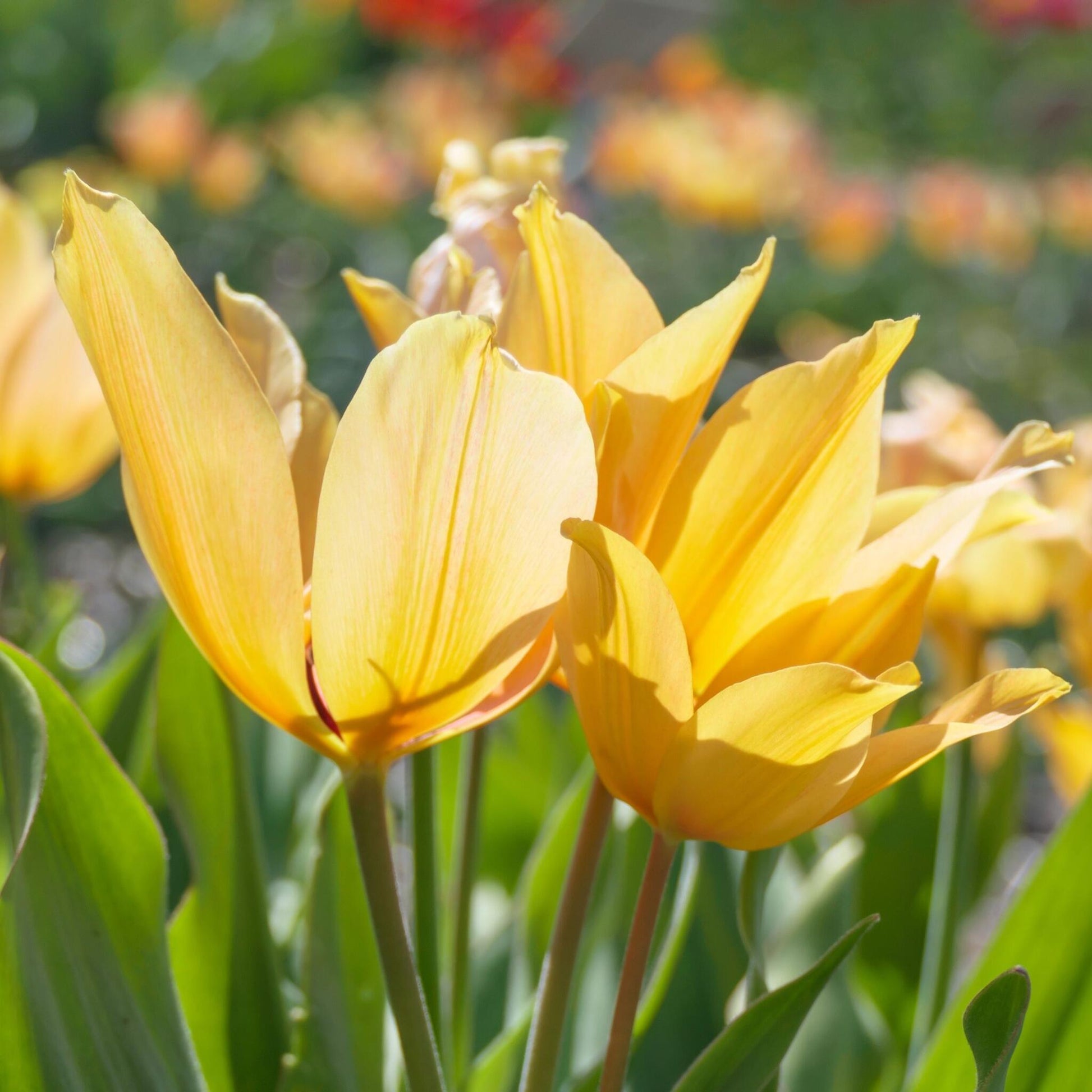 Bulbos De Tulipán - 40 Pzs - Tulipa 'prastants Shogun' - Bulbos De Flores_1