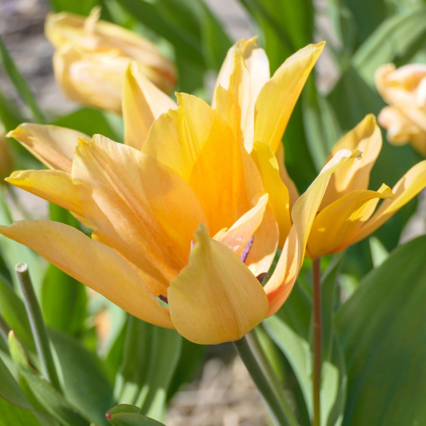 Bulbos De Tulipán - 40 Pzs - Tulipa 'prastants Shogun' - Bulbos De Flores_3