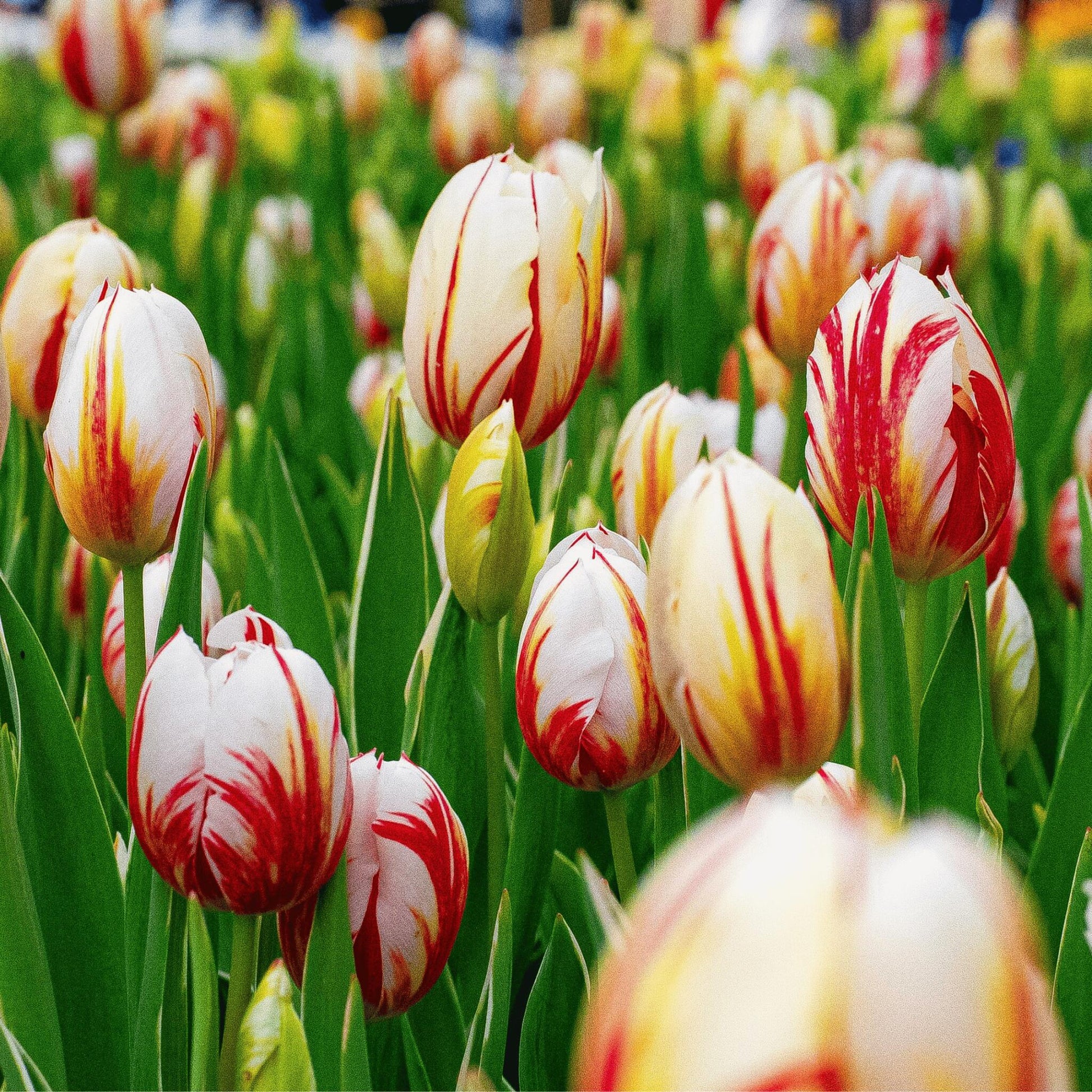 Bulbos De Tulipán - 60 Pzs - Tulipa 'flaming Beauty Mix' - Bulbos De Flores_3