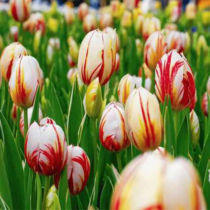 Bulbos De Tulipán - 60 Pzs - Tulipa 'flaming Beauty Mix' - Bulbos De Flores_3