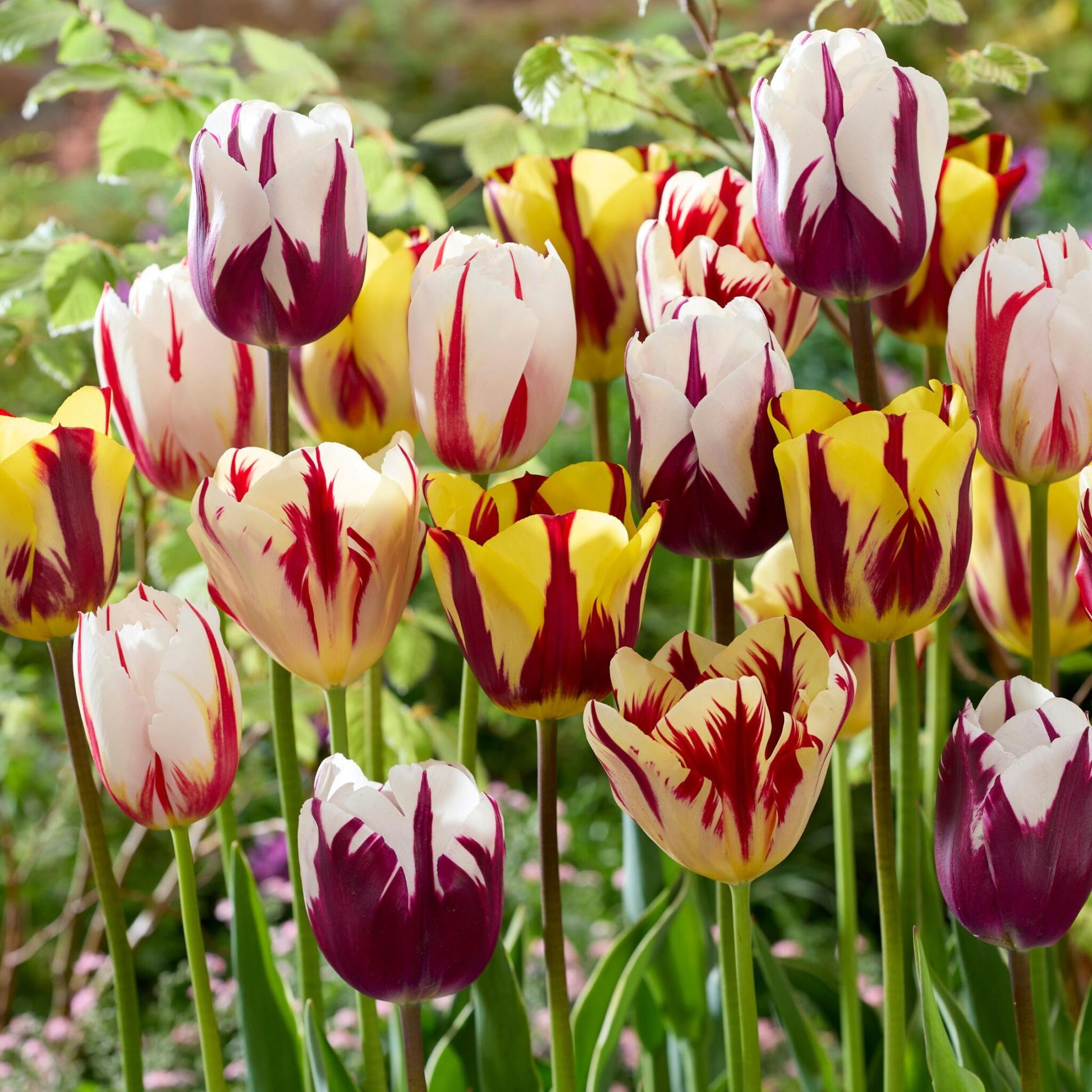 Bulbos De Tulipán - 60 Pzs - Tulipa 'flaming Beauty Mix' - Bulbos De Flores_4