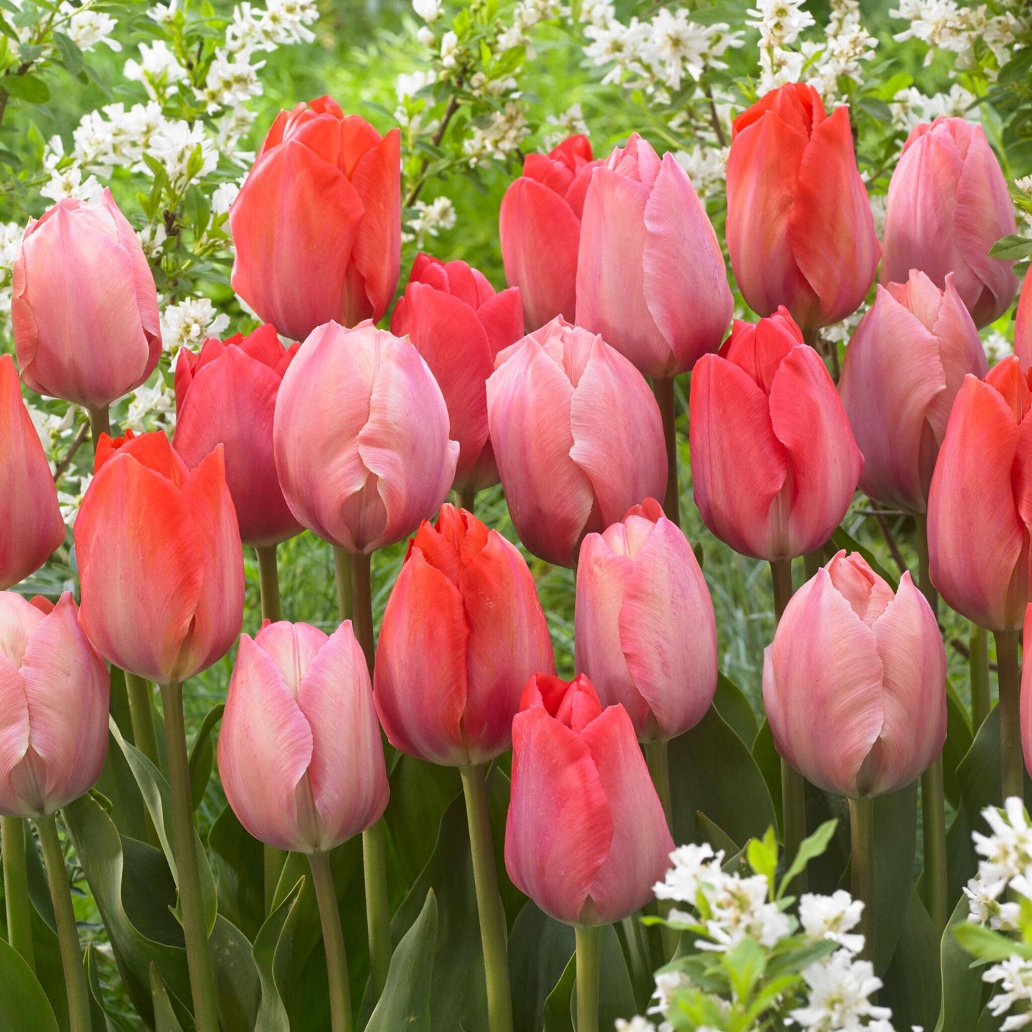 Bulbos De Tulipán - 80 Pzs - Tulipa 'salmon' 'van Eijk'_1