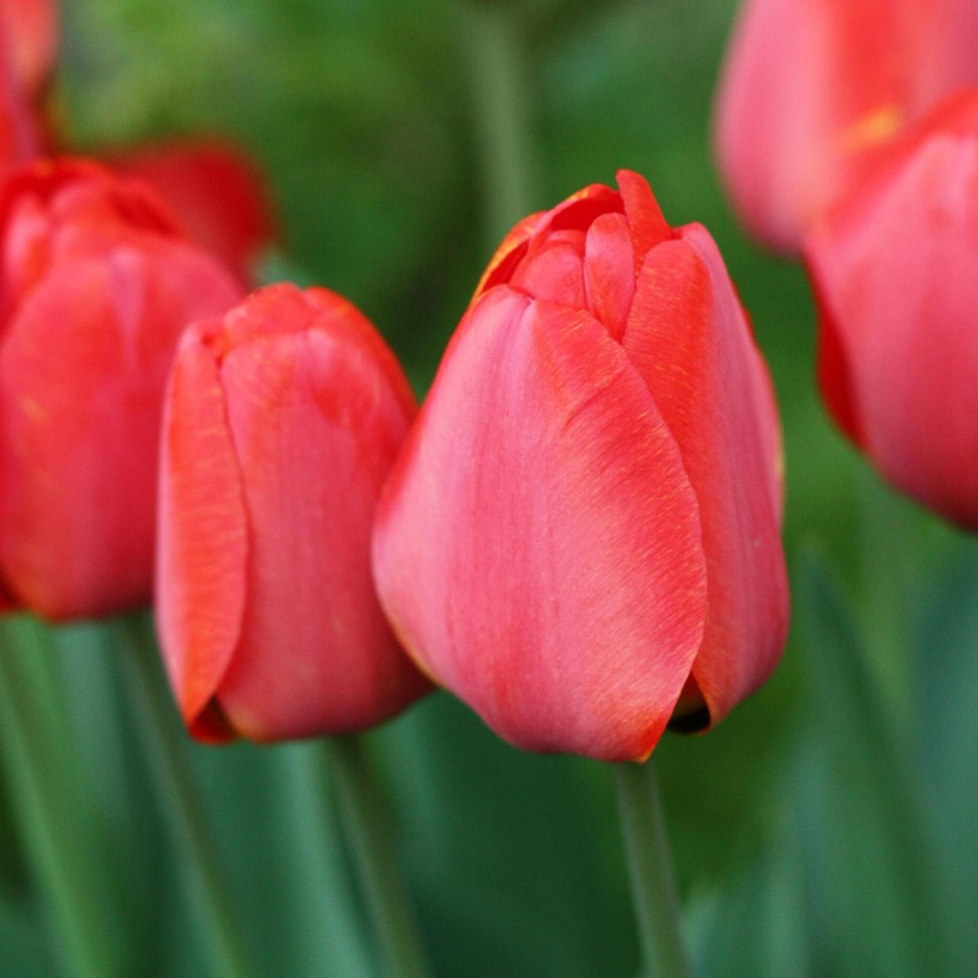 Bulbos De Tulipán - 80 Pzs - Tulipa 'salmon' 'van Eijk'_3