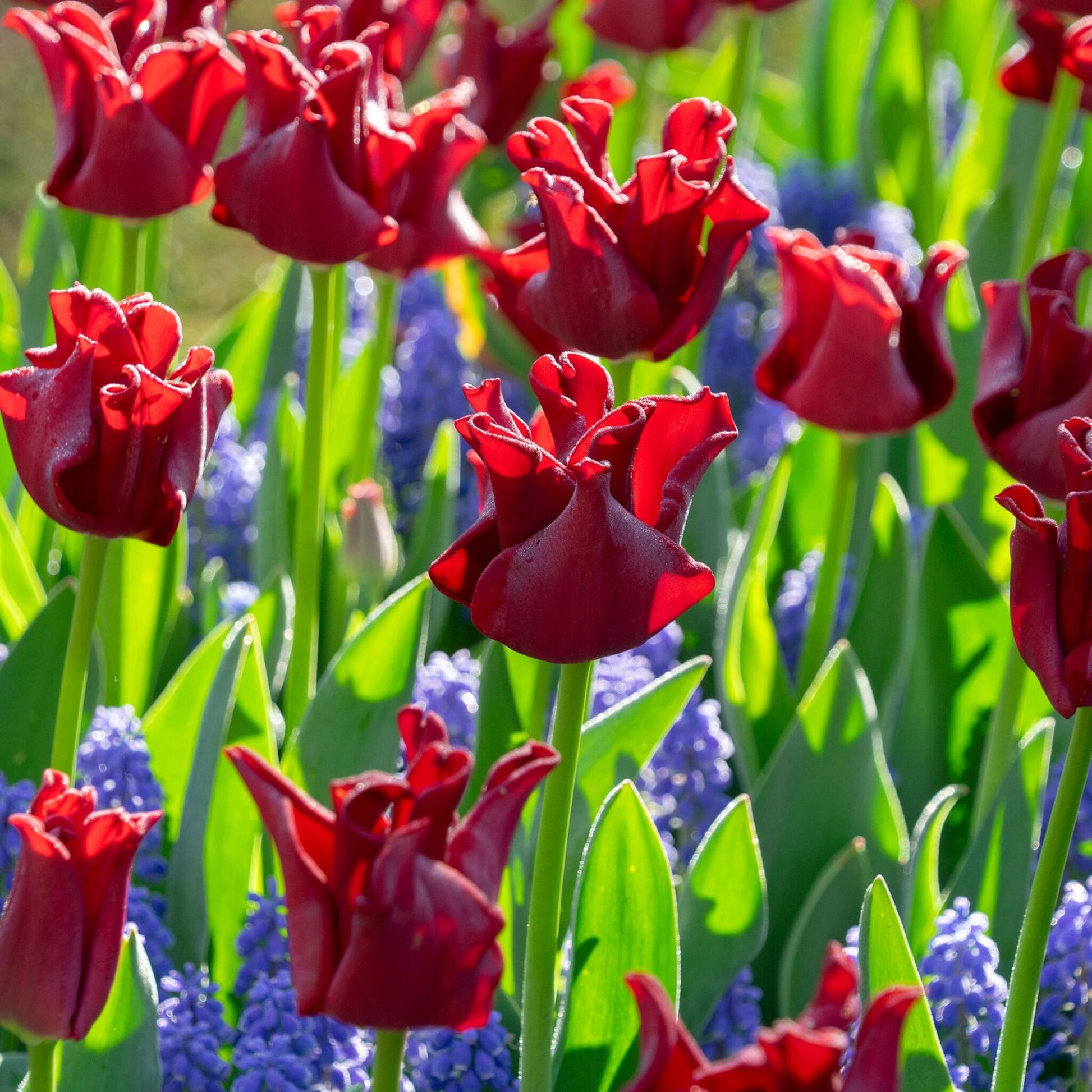 Bulbos De Tulipán 'red Dress' - Set De 10 Uds - Resistentes Al Frío & Perennes_1
