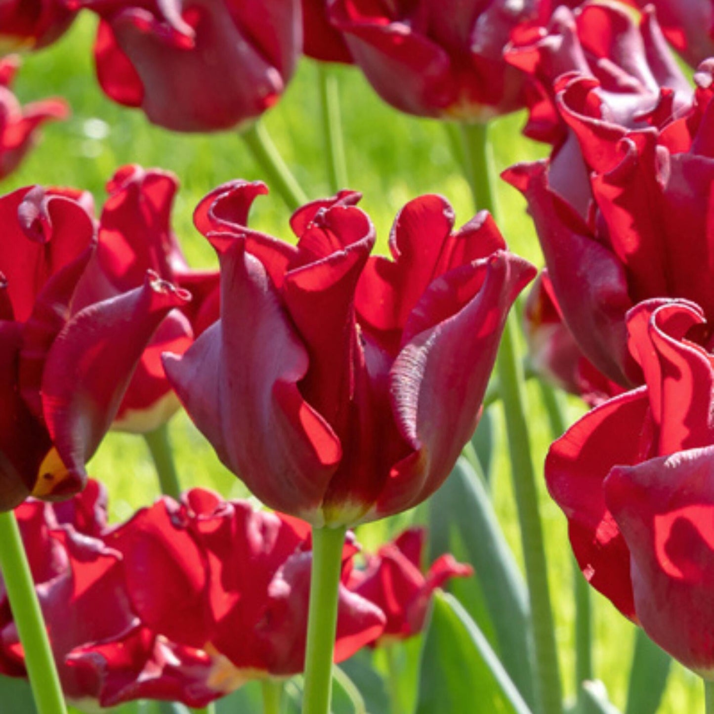 Bulbos De Tulipán 'red Dress' - Set De 10 Uds - Resistentes Al Frío & Perennes_3