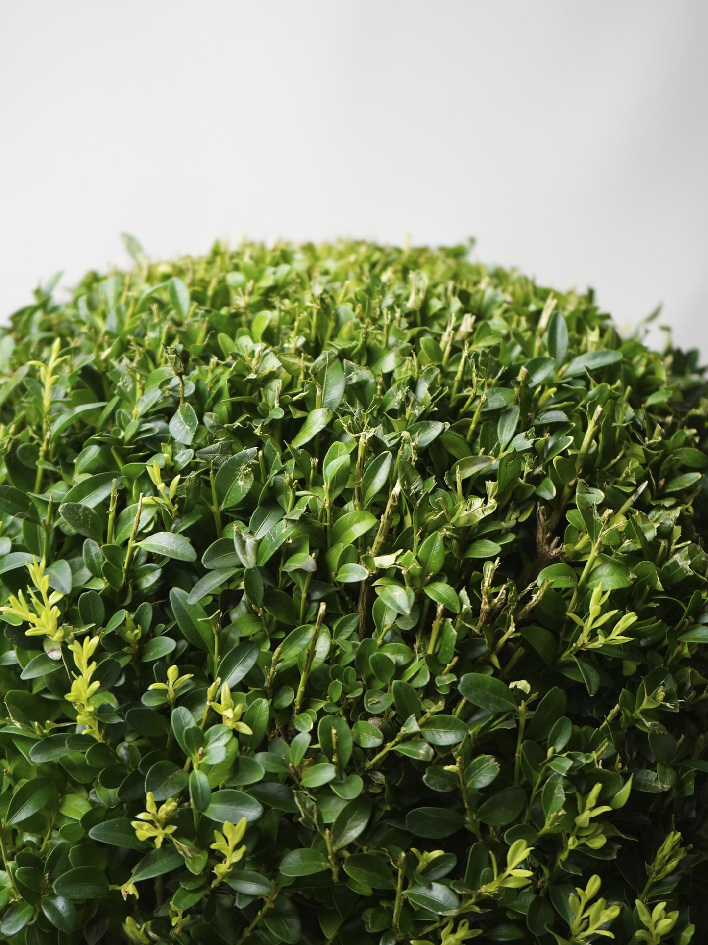 Buxus O Boj_1