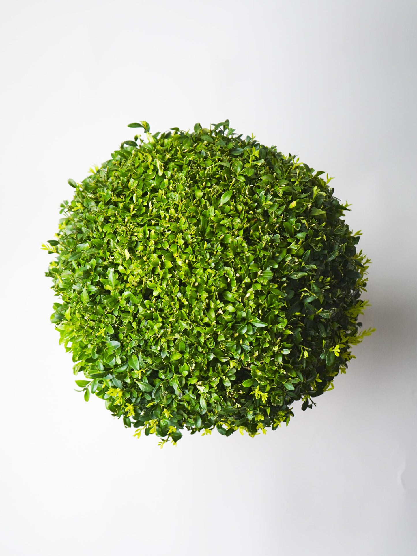 Buxus O Boj_2