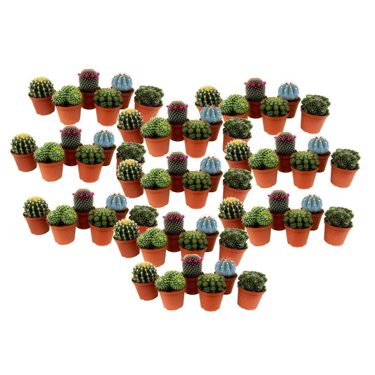 Cactaceae - 60 Pzs - Cactus - Altura 5-10cm - ⌀55cm_0