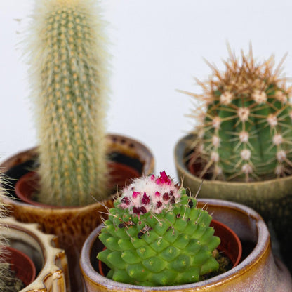 Cactaceae - 60 Pzs - Cactus - Altura 5-10cm - ⌀55cm_3