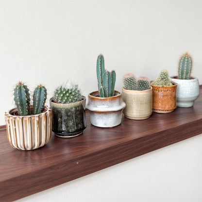 Cactaceae - 60 Pzs - Cactus - Altura 5-10cm - ⌀55cm_4