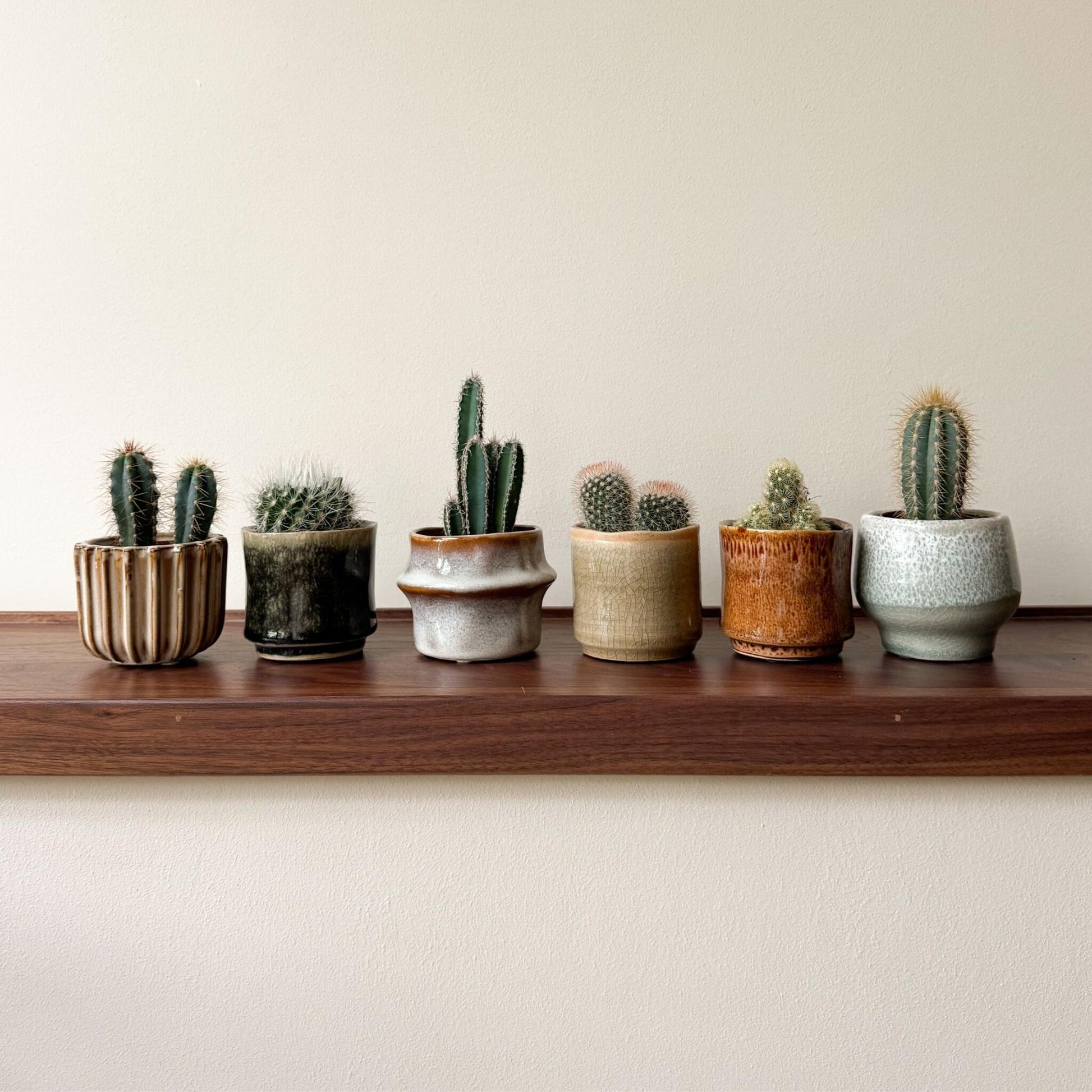 Cactaceae - 6 Pzs - Cactus - Altura 5-10cm - ⌀55cm_1