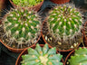Acanthocalycium Klimpelianum Cacto Ø8
