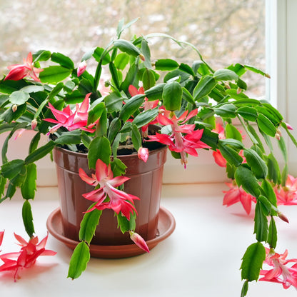 Cactus De Navidad - 3 Pzs - Schlumbergera 'tricolor' - Altura 15-25cm - ⌀9cm_1
