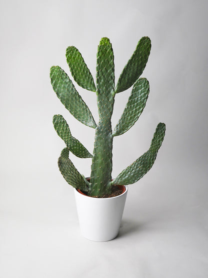 Cactus Opuntia_0
