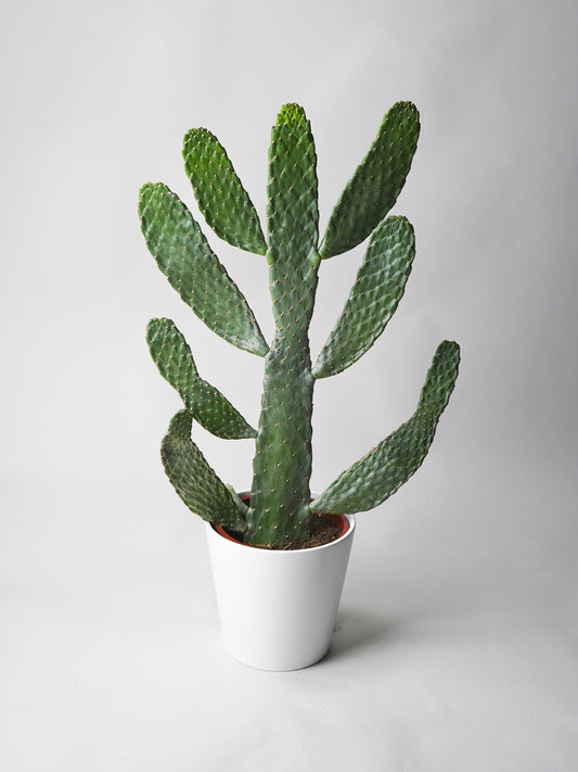 Cactus Opuntia_0