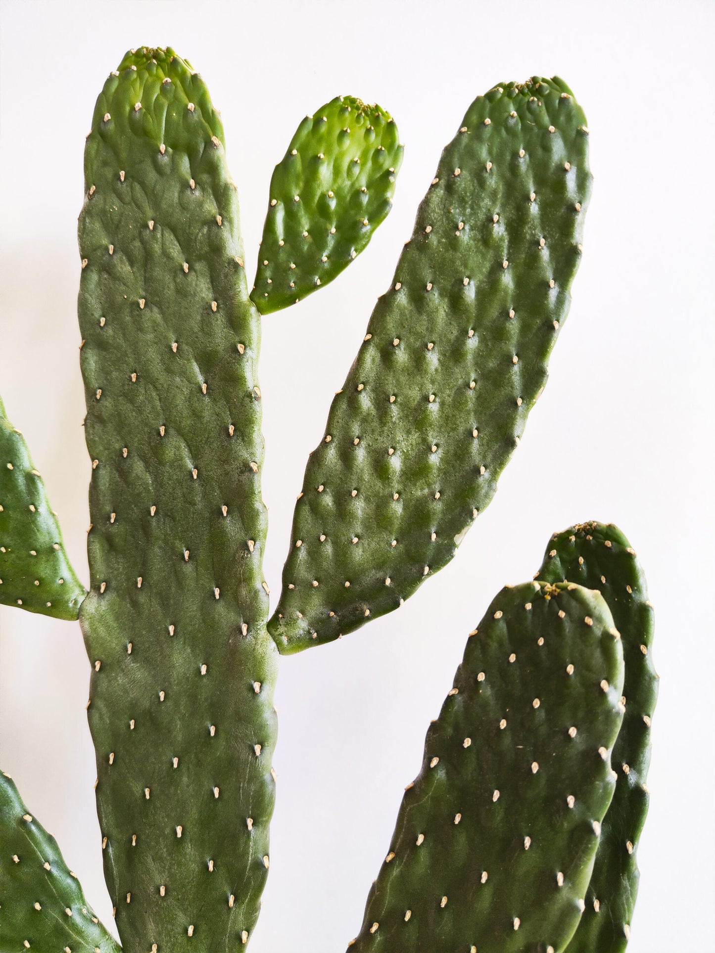 Cactus Opuntia_2