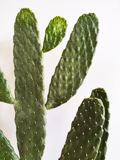 Cactus Opuntia_2