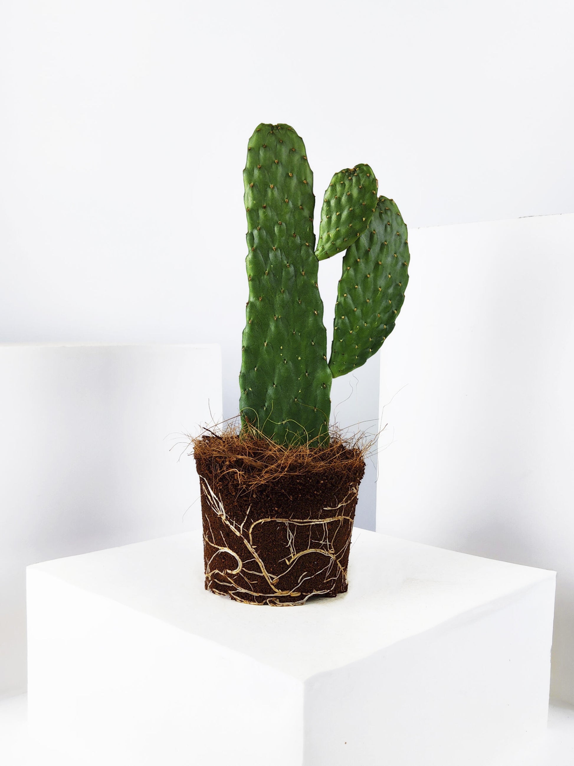 Cactus Opuntia_3