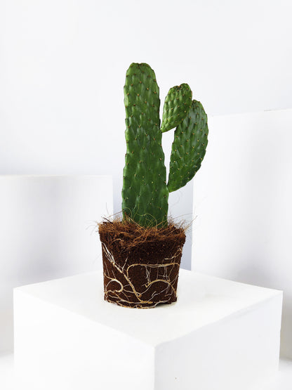 Cactus Opuntia_3