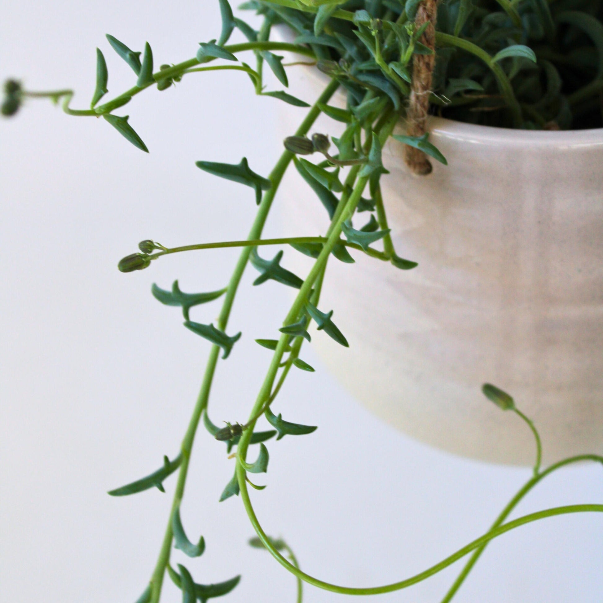 Cadena De Delfines - 2 Pzs - Senecio Peregrinus - Altura 10-20cm - ⌀12cm_3