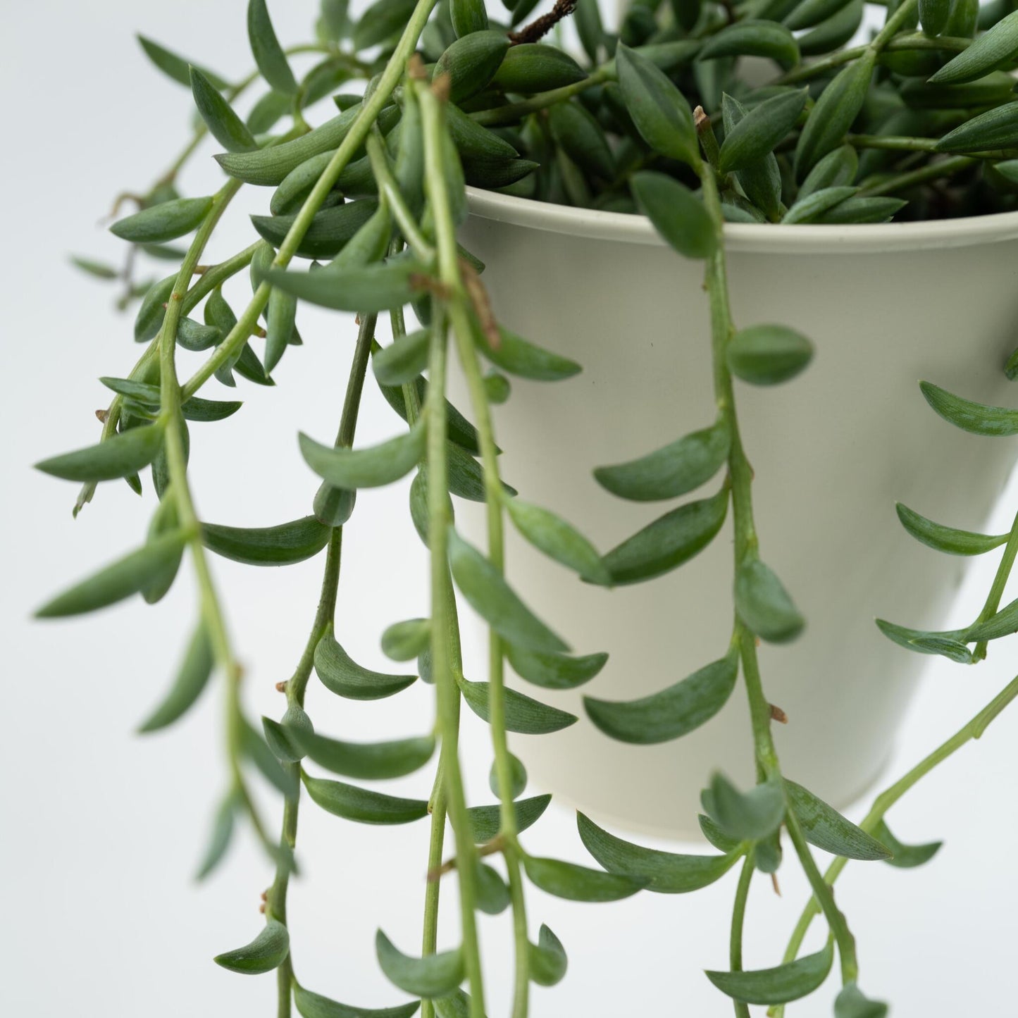 Cadena De Plátanos - 2 Pzs - Senecio Radicans - Altura 10-20cm - ⌀12cm_3