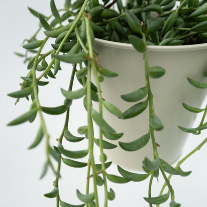Cadena De Plátanos - 2 Pzs - Senecio Radicans - Altura 10-20cm - ⌀12cm_3
