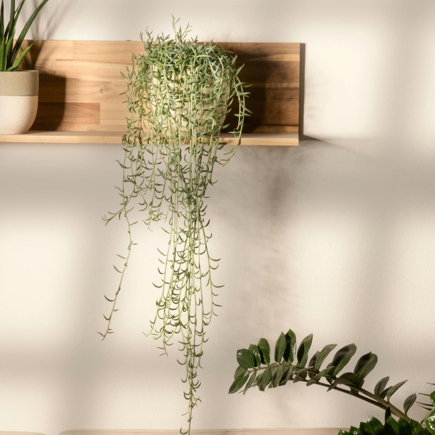 Cadena De Plátanos - Senecio Radicans - Altura 10-20cm - ⌀12cm_1
