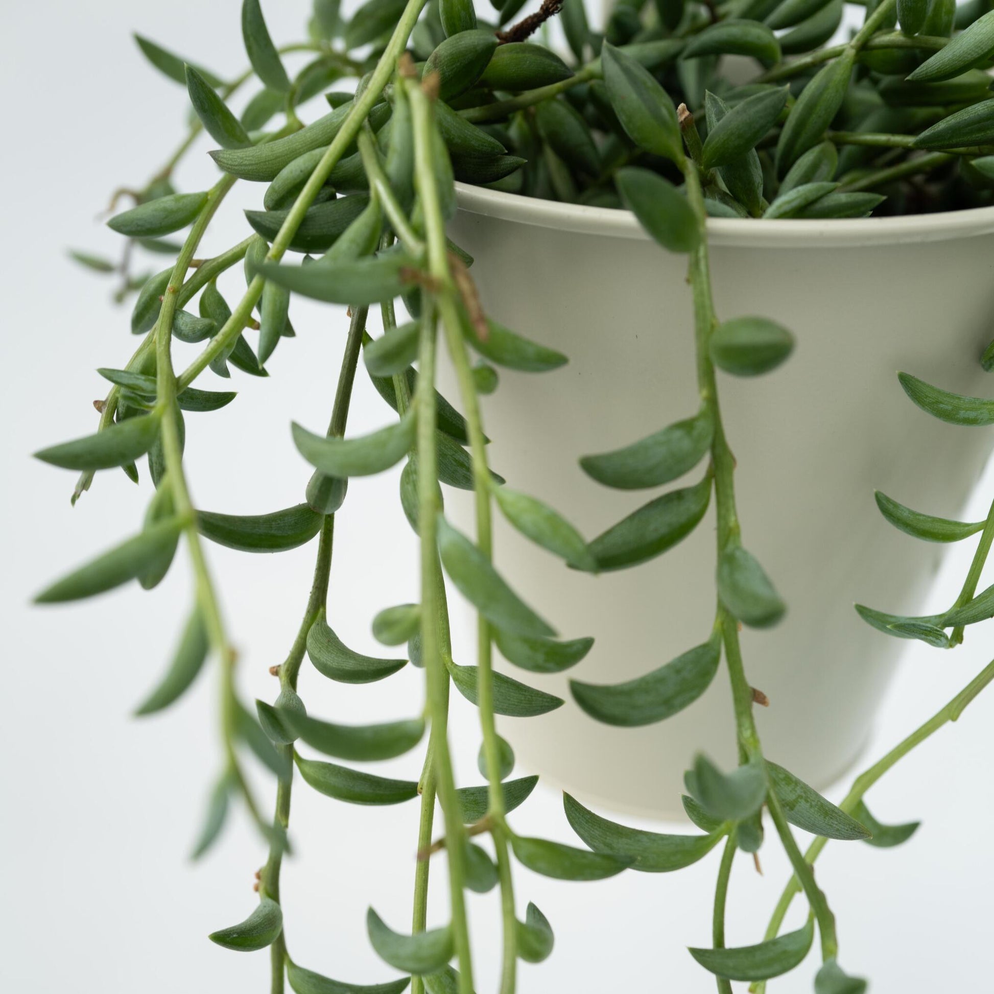 Cadena De Plátanos - Senecio Radicans - Altura 10-20cm - ⌀12cm_3