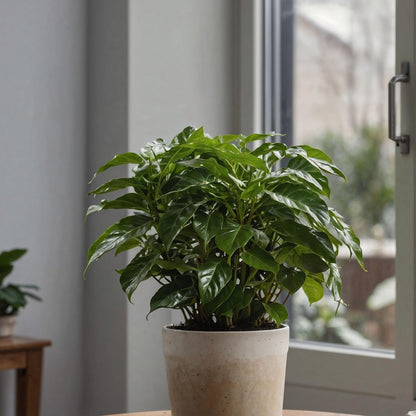 Cafeto Arábico - 2 Pzs - Coffea Arabica - Altura 25-40cm - ⌀12cm_1