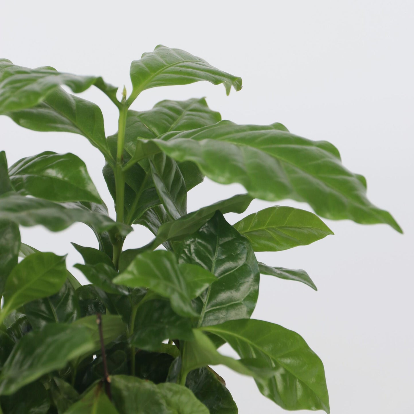 Cafeto Arábico - Coffea Arabica - Altura 25-40cm - ⌀12cm_3