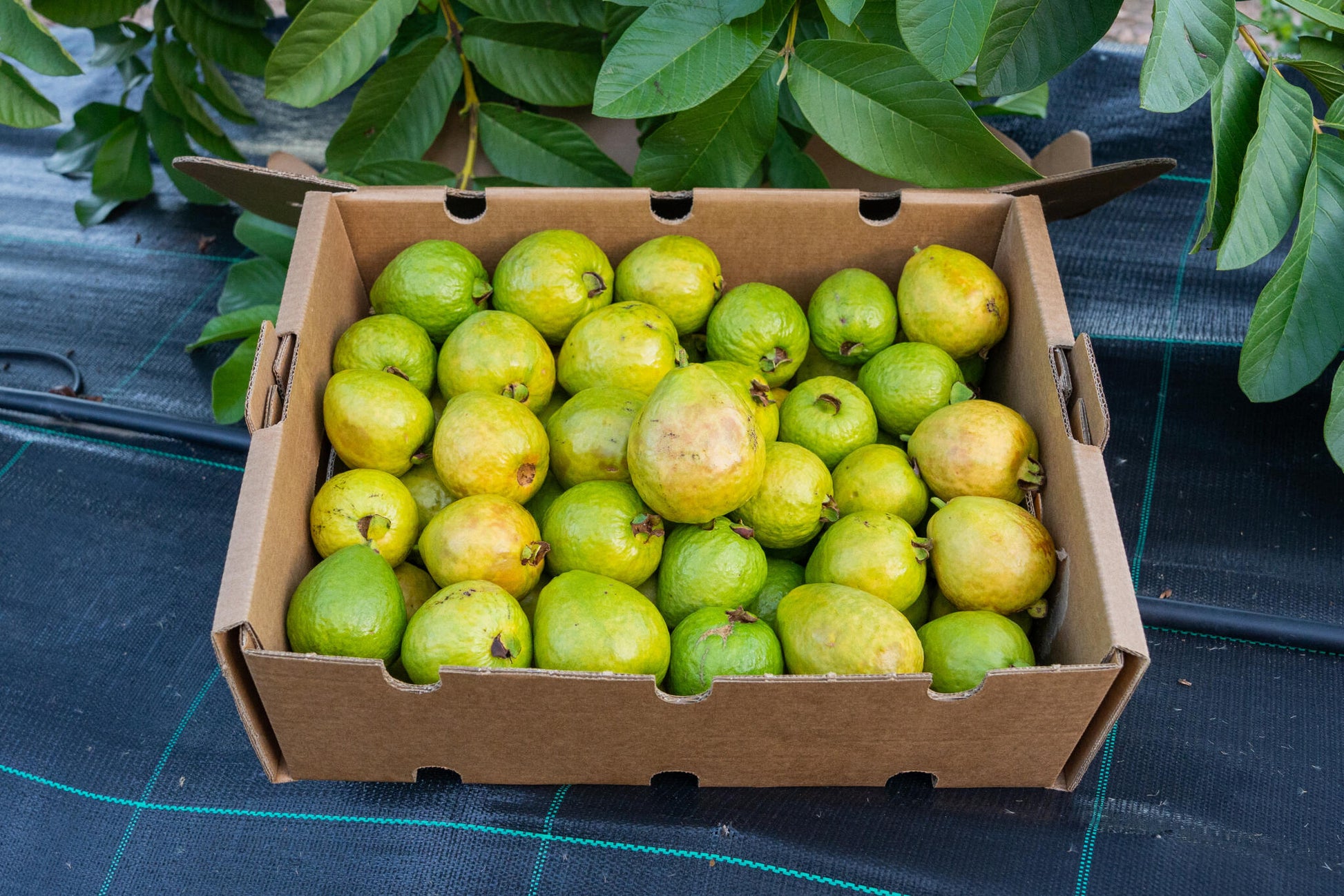 Caja 2kg Guayabas Rosas Y Blancas Frescas_0