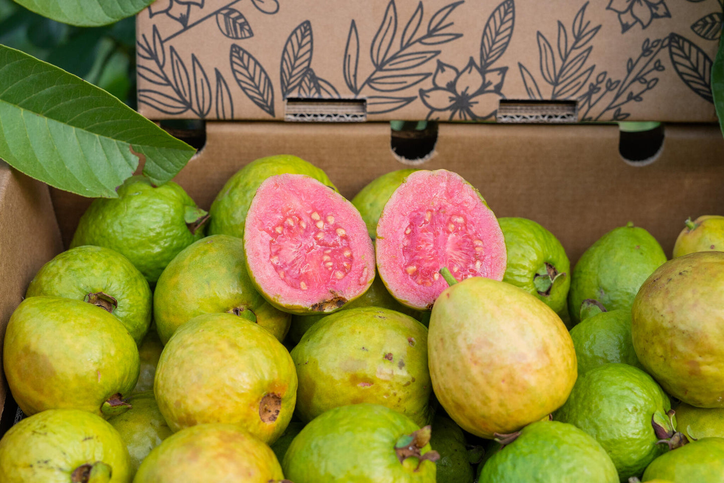 Caja 2kg Guayabas Rosas Y Blancas Frescas_2