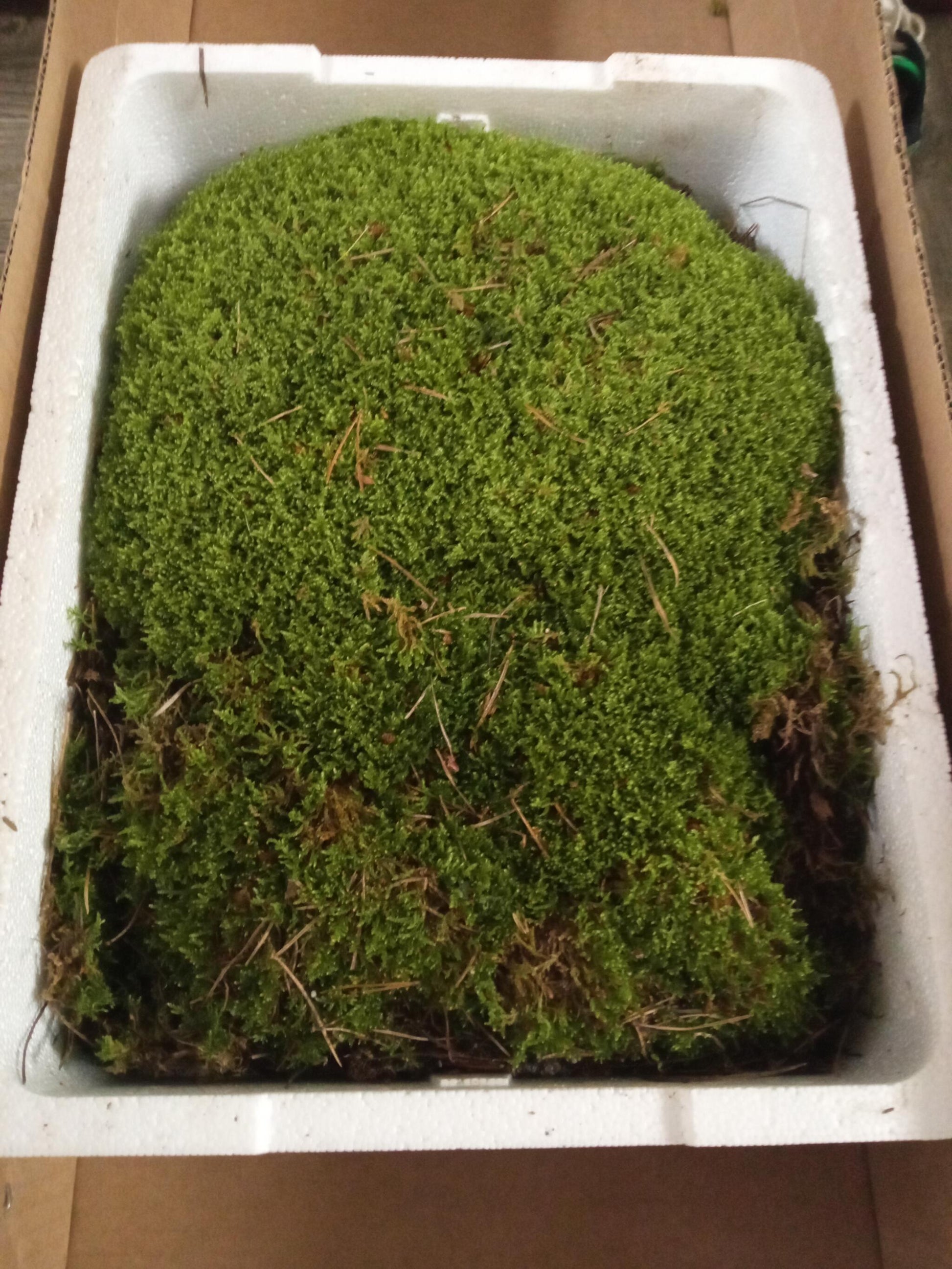 Caja Musgo Danes vivo - 3 Capas  Ideal para terrarios y kokedamas_0