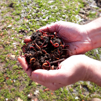 Caja Para Compostador (lombriz Roja De California)_1