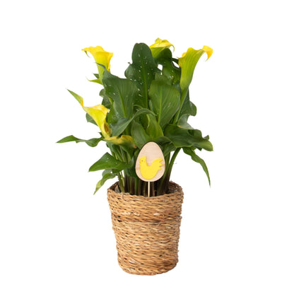 Cala 'ruby' - Amarilla - Altura 30-40cm - ⌀12cm_0