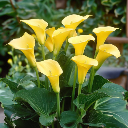 Cala 'ruby' - Amarilla - Altura 30-40cm - ⌀12cm_1