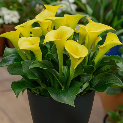Cala 'ruby' - Amarilla - Altura 30-40cm - ⌀12cm_4