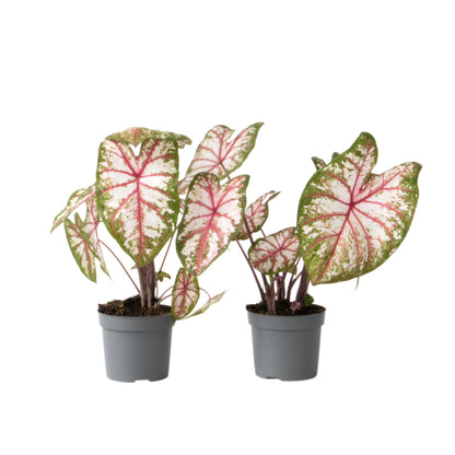 Caladio - 2 Piezas - Caladium 'tapestry' - Altura 25-35cm - ⌀13cm_0