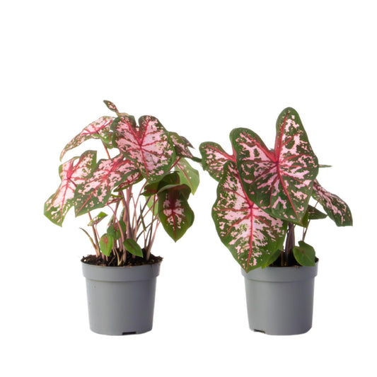 Caladio - 2 Pzs - Caladium 'carolyn Whorton' - Altura 25-40cm - ⌀13cm_0