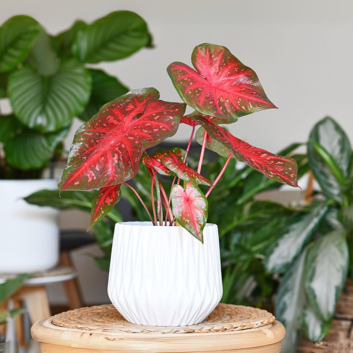 Caladio - 2 Pzs - Caladium 'postman Joyner' - Altura 25-40cm - ⌀12cm_1