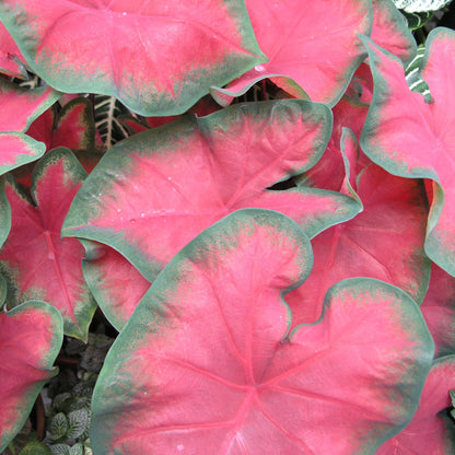 Caladio - 2 Pzs - Caladium 'postman Joyner' - Altura 25-40cm - ⌀12cm_3